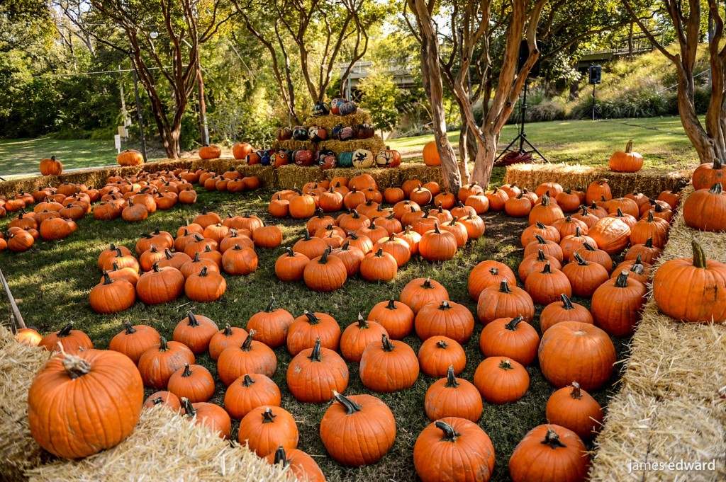 Photo Pumpkin patch 2012 lo res